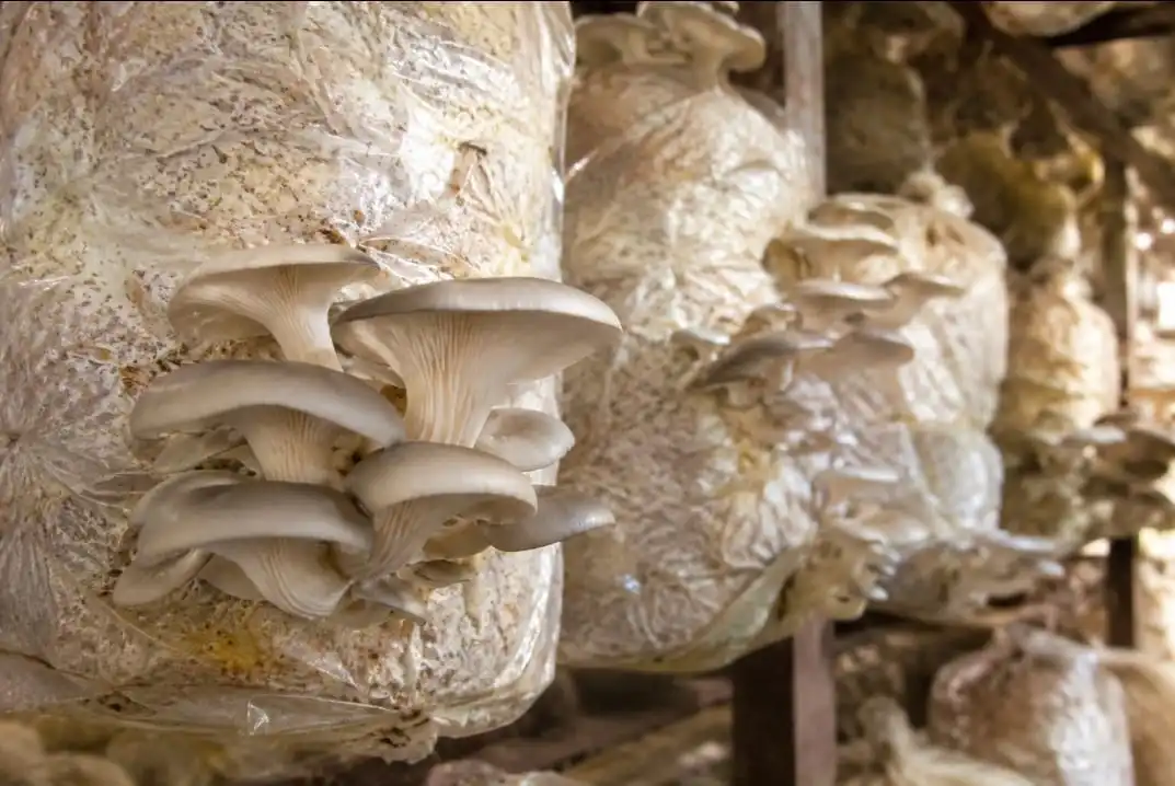 OysterMushroom